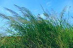 城市的芦苇