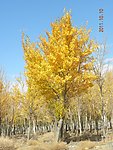 胡杨树林
