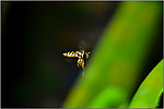 飞翔 食蚜蜂