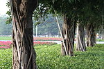 广州海星沙 树木