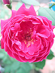 月季花开