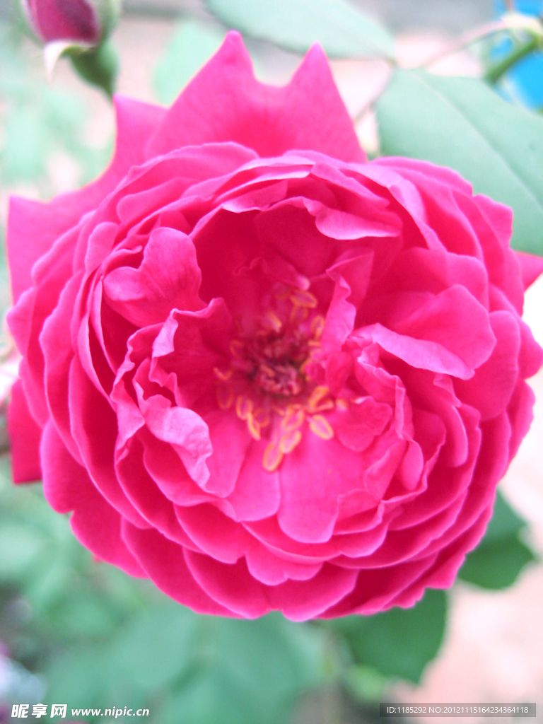 月季花开