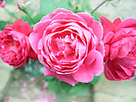 月季花开