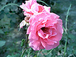 月季花开