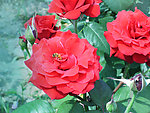 月季花开