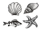 海洋生物