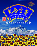 昆仑雪菊