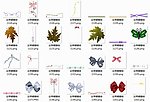 丝带绳蝴蝶结