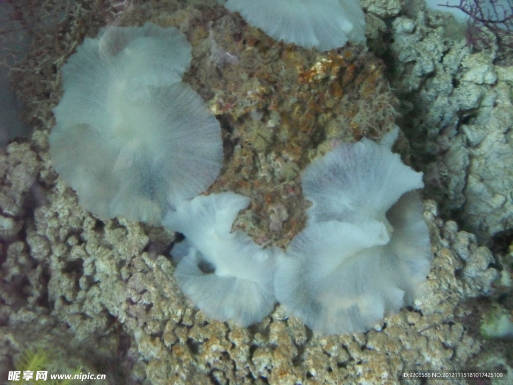 海洋生物