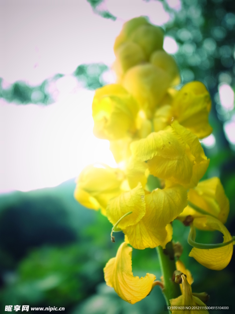 黄花
