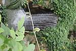 植物园一角