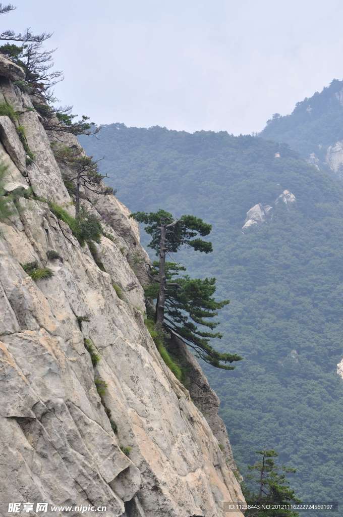 峭壁上的松树