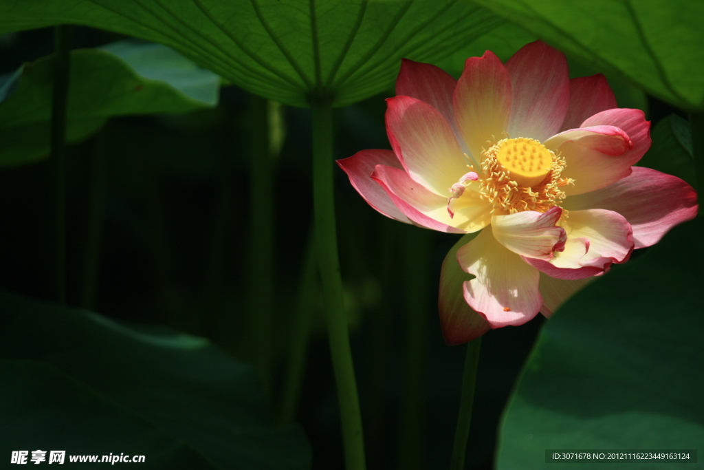 荷花