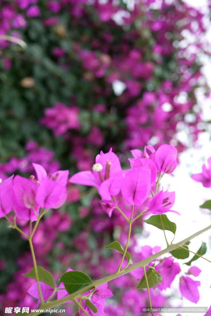 三亚市花 三角梅