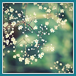 樱桃花