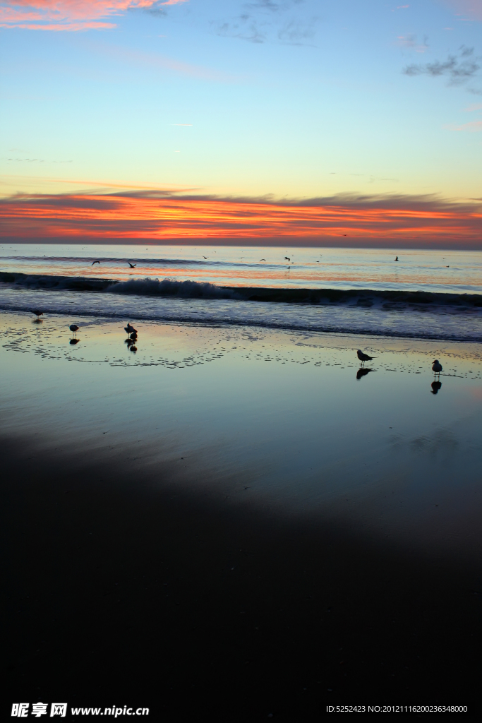 夕阳海鸟