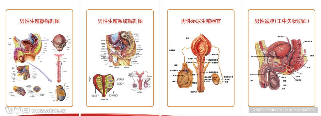 生殖系统解剖图