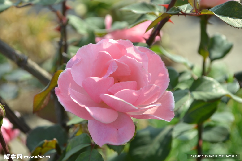 月季花