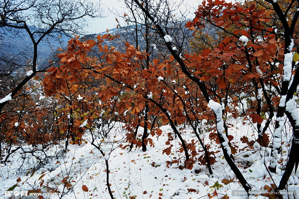 泗沟 的薄雪