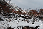 泗沟的薄雪