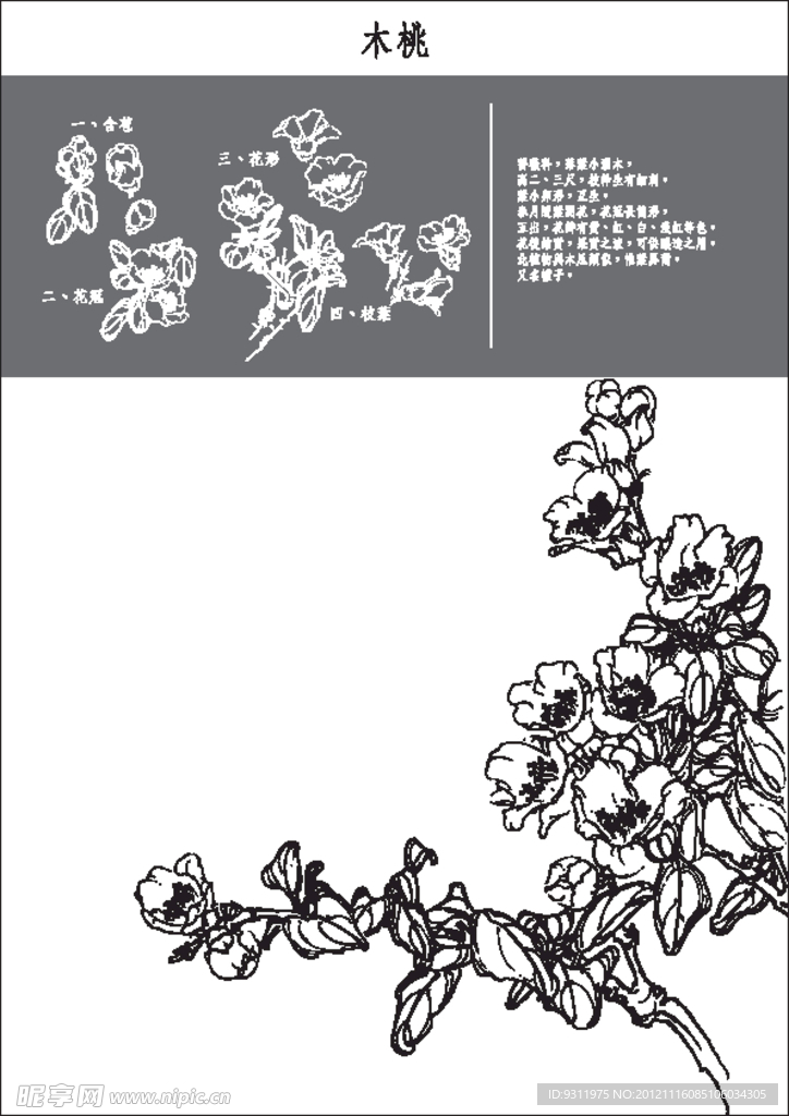 木桃