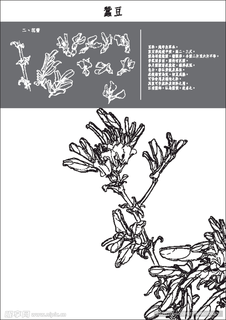蚕豆