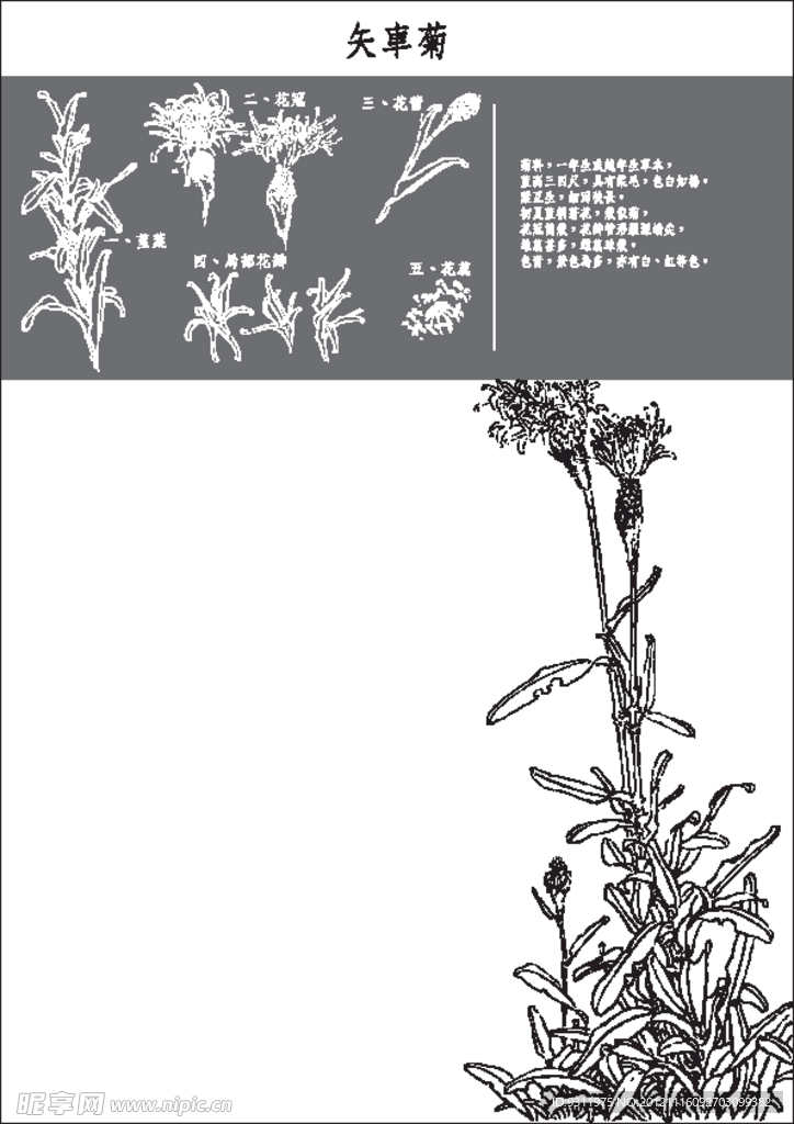 矢车菊