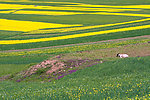 油菜花田园