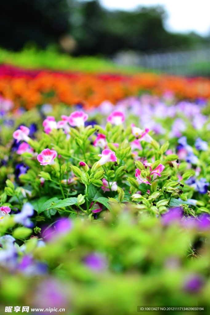 丛花