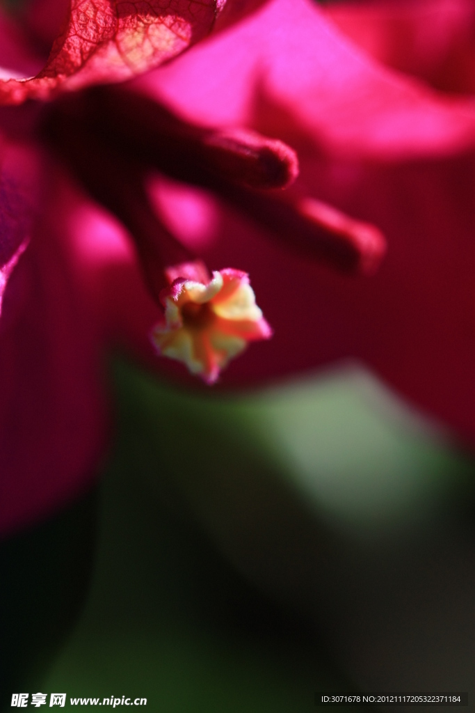 花蕊 三角梅