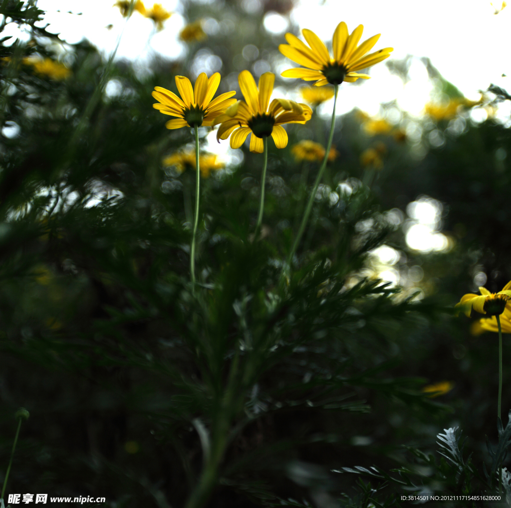 雏菊