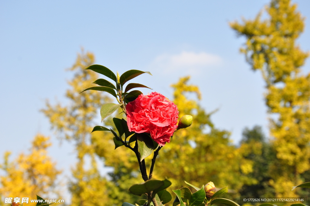 秋日茶花
