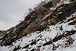 泗沟的薄雪