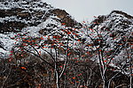 泗沟的薄雪