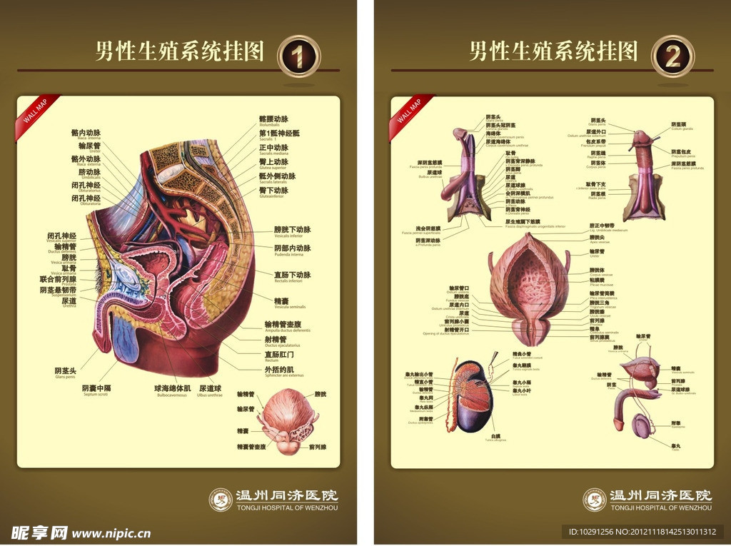 生殖解剖图
