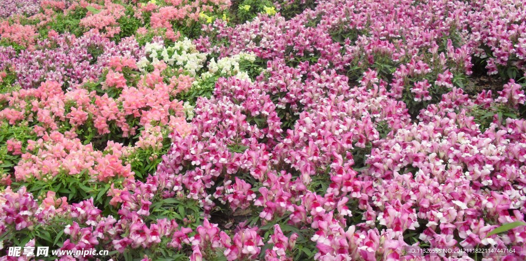 花圃图片