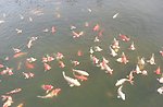 海洋鱼类图片