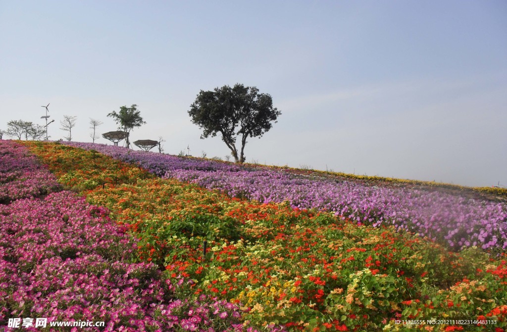 五彩花圃风景图片