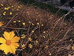 金鸡菊