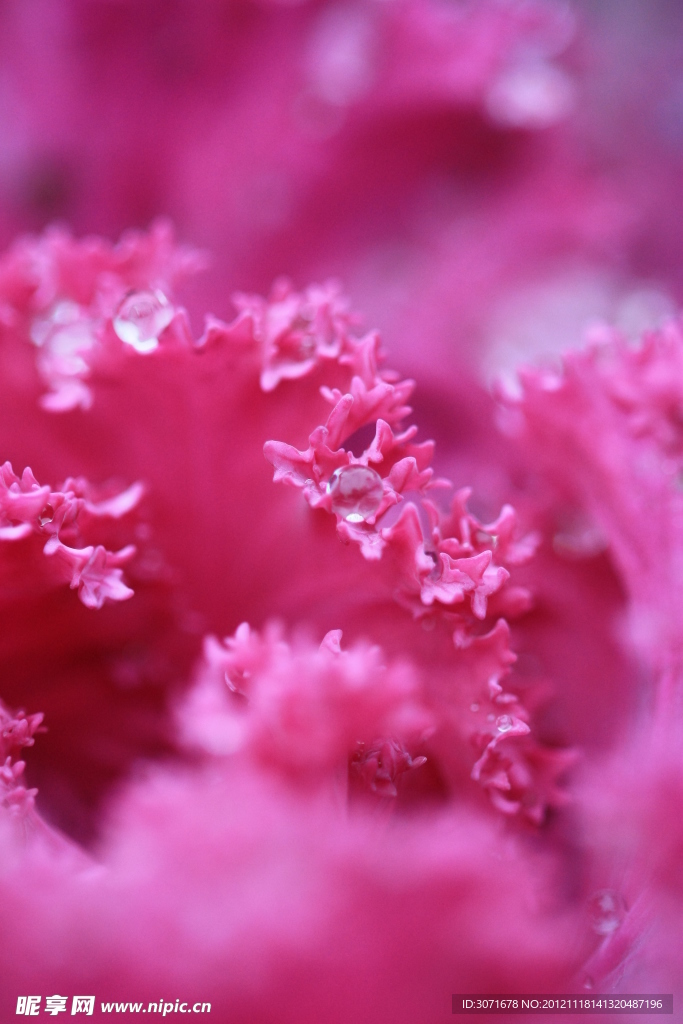 红花露珠