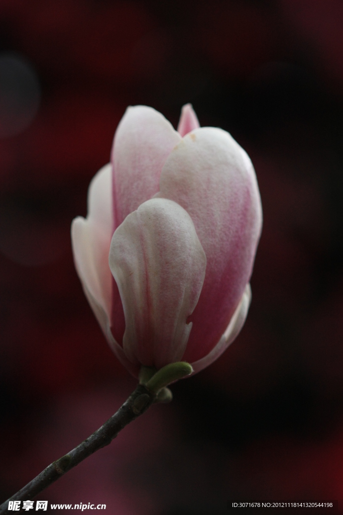玉兰花