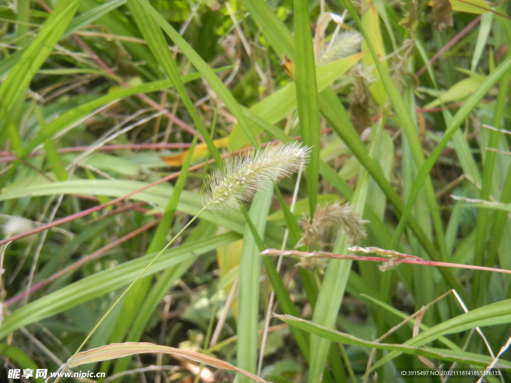 狗尾巴草