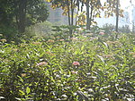 小区绿化