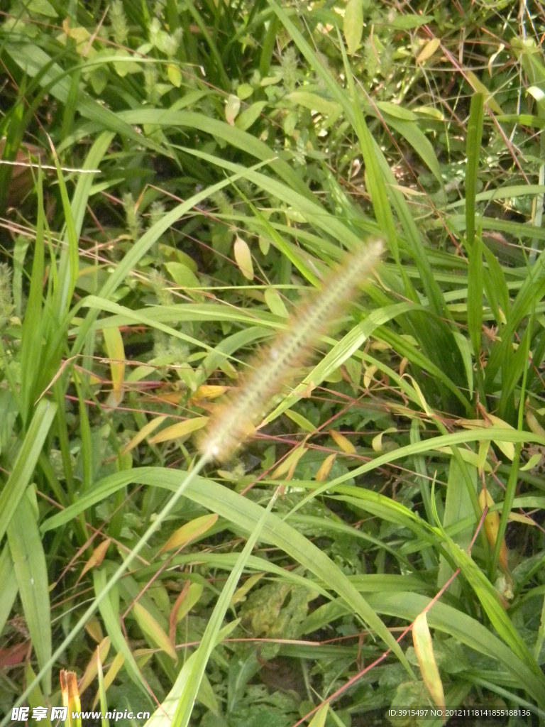 狗尾巴草