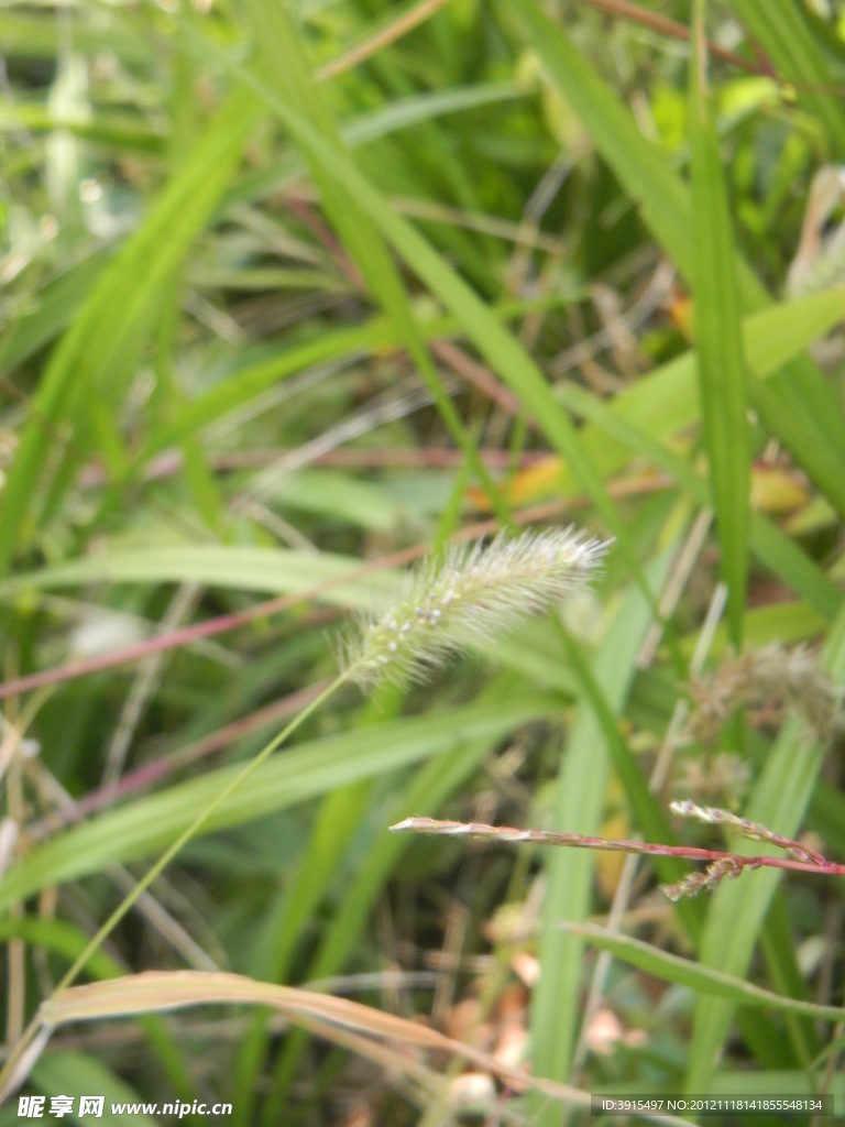 狗尾巴草