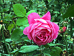 月季花