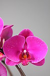 蝴蝶花
