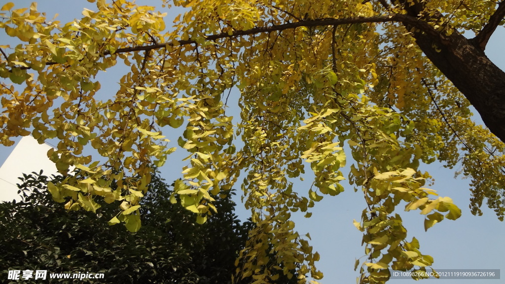 树叶 金秋