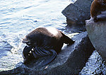 海豹