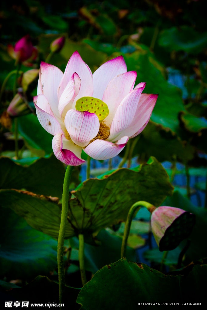 莲花 荷花